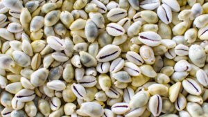 Maldives Cowrie Shells