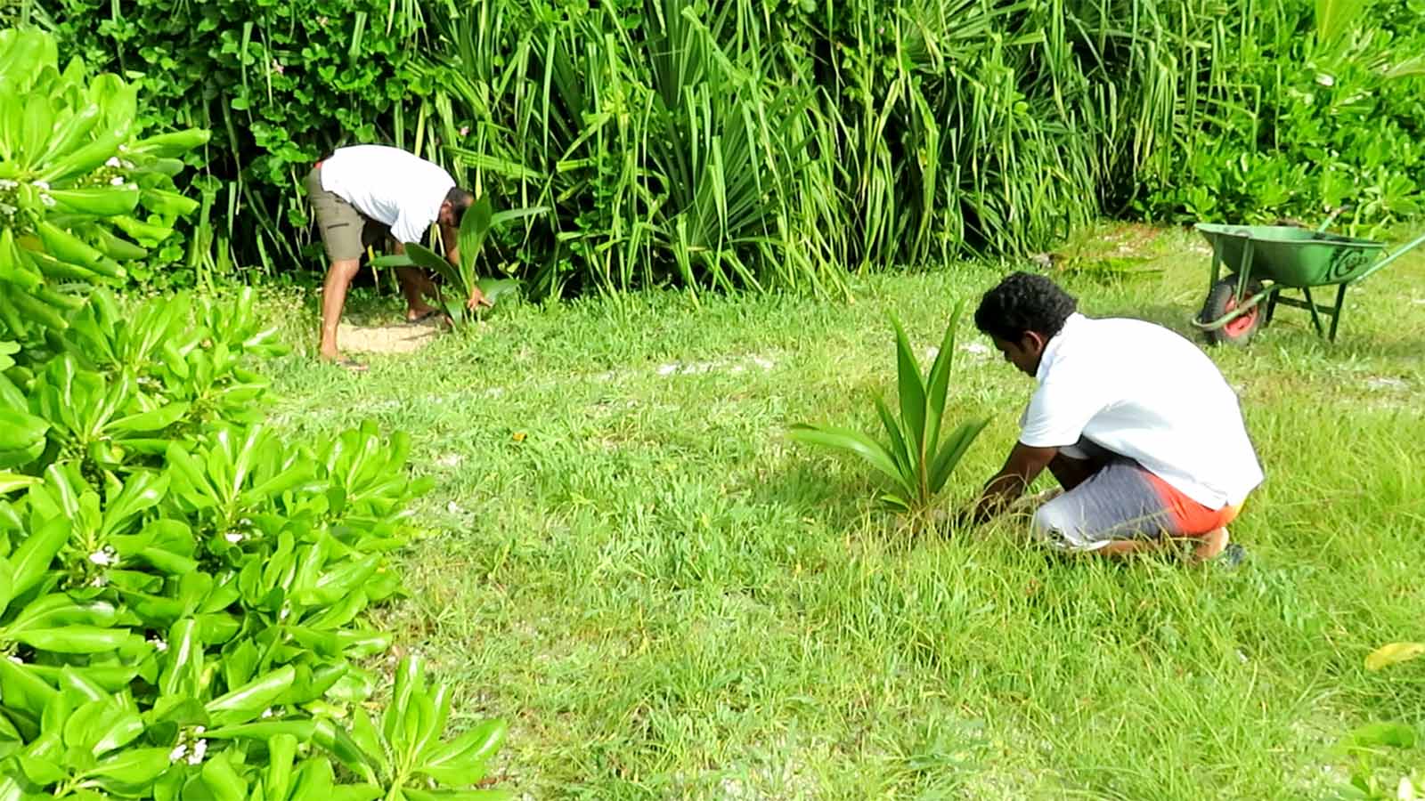 Maldives Tree Planting