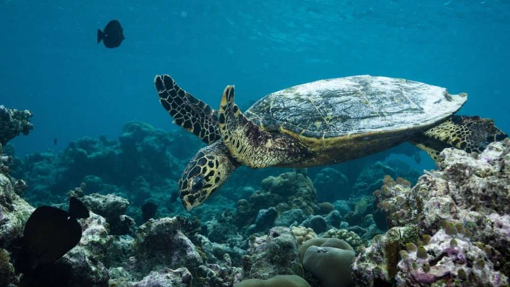 Komandoo Turtle